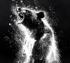 “Oso intoxicado”: el cine hecho por y para internet