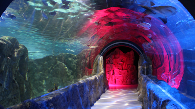 SEA LAND, Acuarioventura León