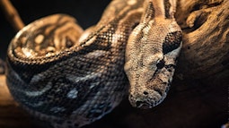 ZooAventuras CHAPULTEPEC