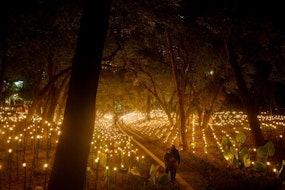 Rafael Lozano-Hemmer transforma el Museo de Arte Moderno con "Jardín inconcluso"