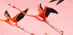 En el Día Mundial de la Naturaleza se anuncia el estreno de "Flamingos"