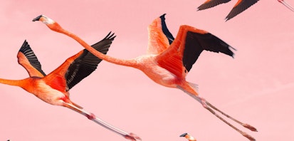 En el Día Mundial de la Naturaleza se anuncia el estreno de "Flamingos"