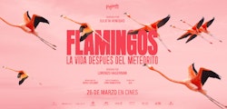 "Flamingos" vuela alto y logra el mejor debut para un documental mexicano tras la pandemia