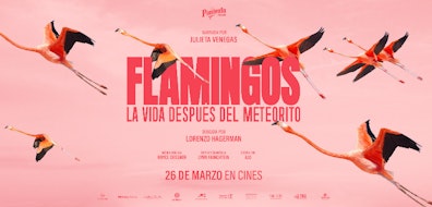 "Flamingos" vuela alto y logra el mejor debut para un documental mexicano tras la pandemia