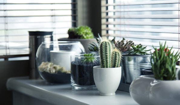 Plantas tóxicas para tus mascotas