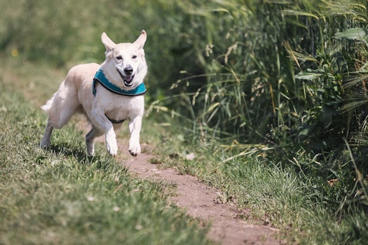 Adopta a un perrito en estas cuentas