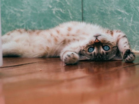 ¿Tu gato es feliz? Descúbrelo con Tably