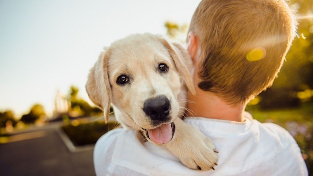 Día del perro y nuestros mejores amigos de cuatro patas